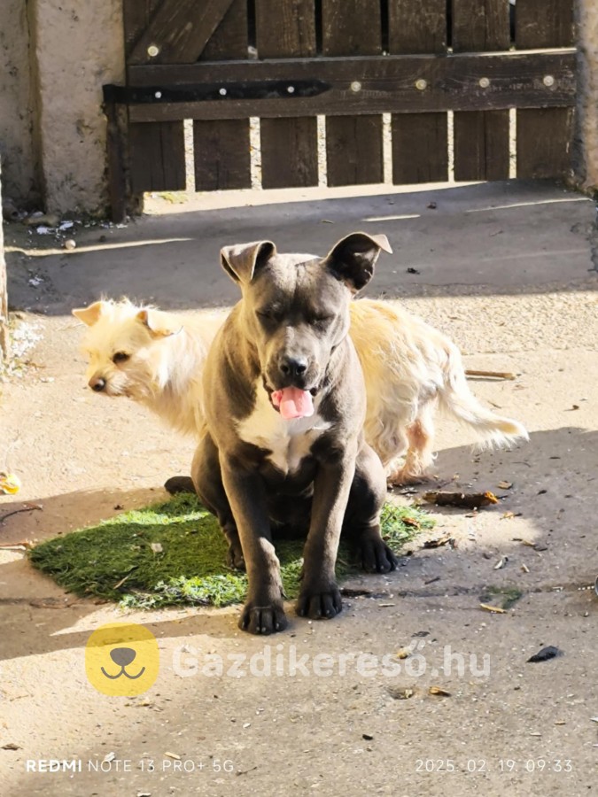 Staffordshire Terrier Staffordshire Terrier