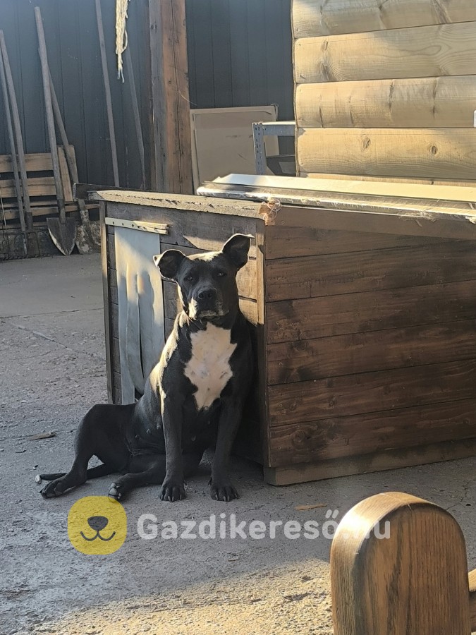 Staffordshire Terrier Staffordshire Terrier