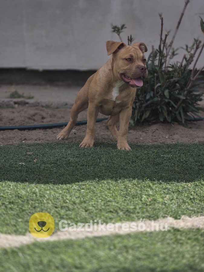American bully kiskutyák American bully kiskutyák