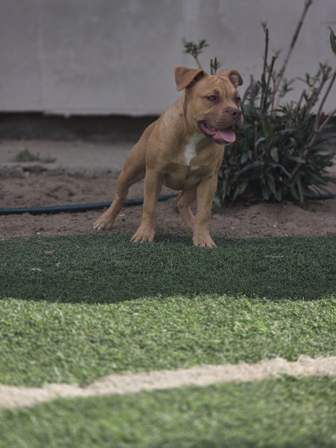 American bully kiskutyák
