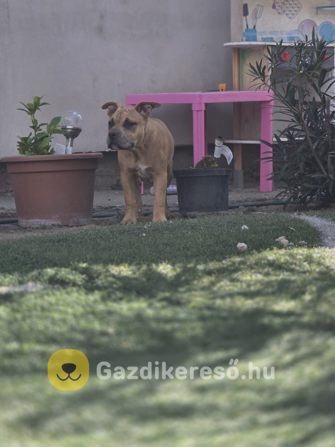 American bully kiskutyák American bully kiskutyák