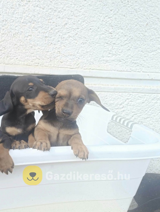 Kis tacsik Kis tacsik
