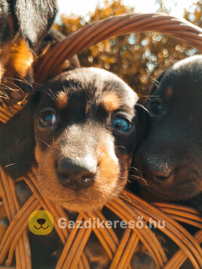 Tacskó kiskutyák eladók Vas megyében Tacskó kiskutyák eladók Vas megyében