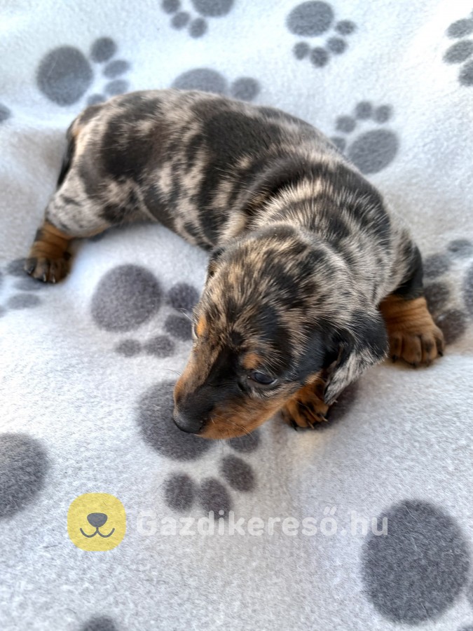 Harlekin tacskó eladó Harlekin tacskó eladó