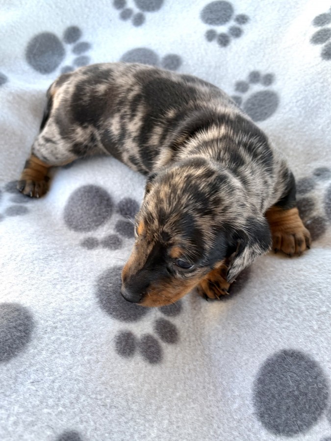 Harlekin tacskó eladó