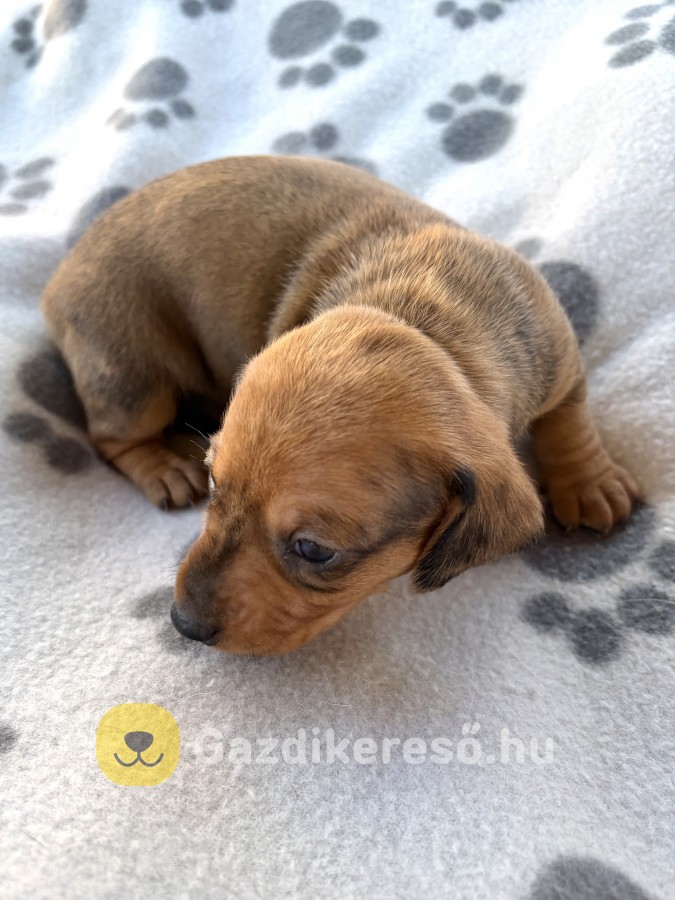 Harlekin tacskó eladó Harlekin tacskó eladó