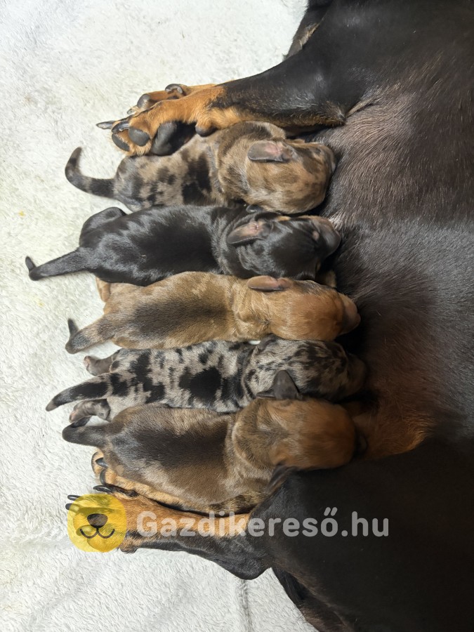 Harlekin tacskó eladó Harlekin tacskó eladó