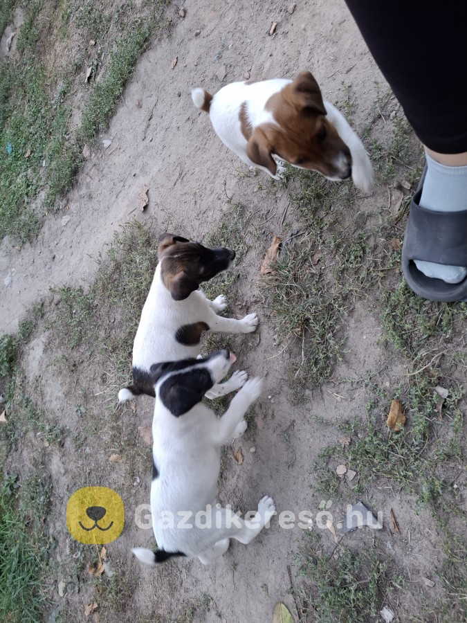 Gazdit kereső foxi kölykök Gazdit kereső foxi kölykök