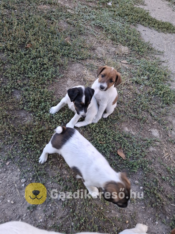 Gazdit kereső foxi kölykök Gazdit kereső foxi kölykök