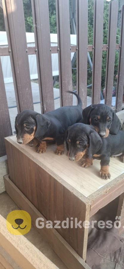 Tacskó kiskutyák