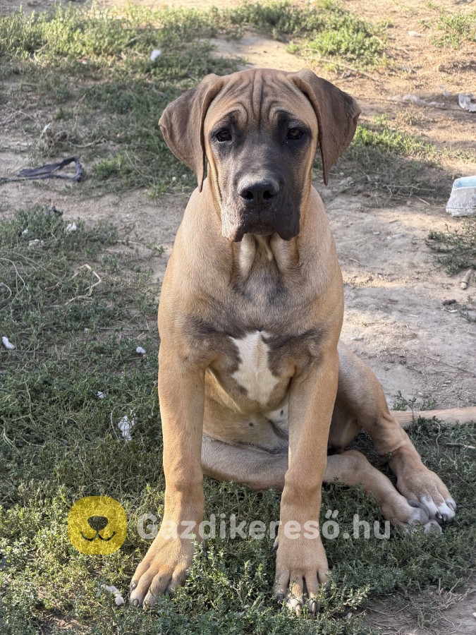 Cane Corso Cane Corso