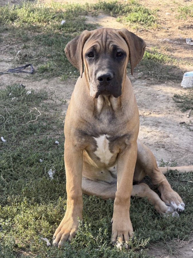 Cane Corso