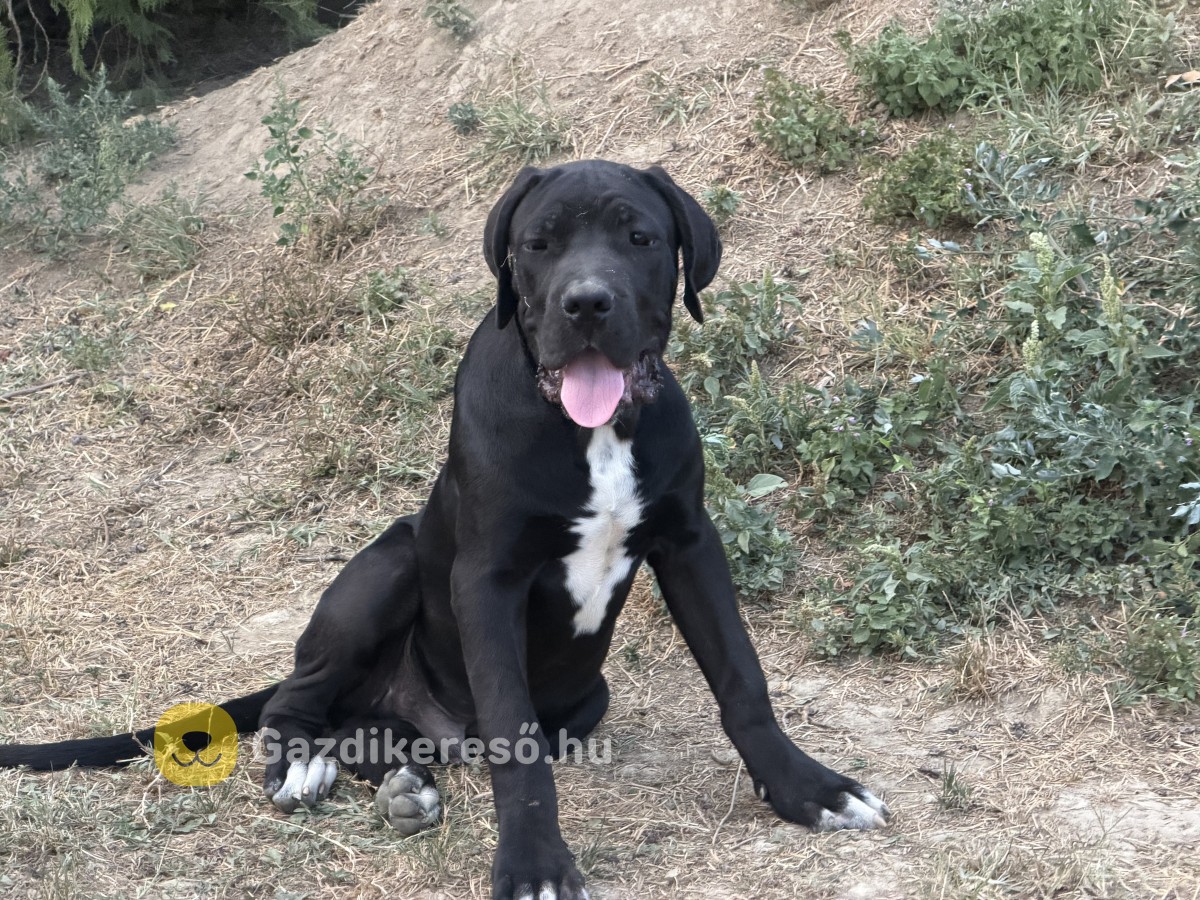 Cane Corso Cane Corso
