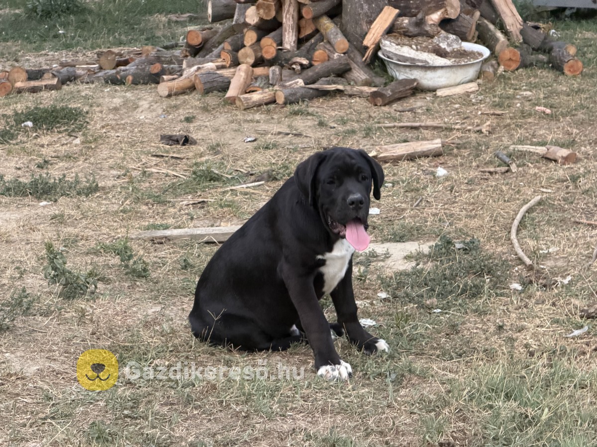 Cane Corso Cane Corso