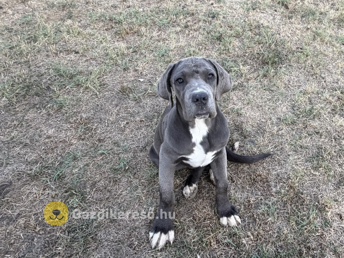 Cane Corso Cane Corso