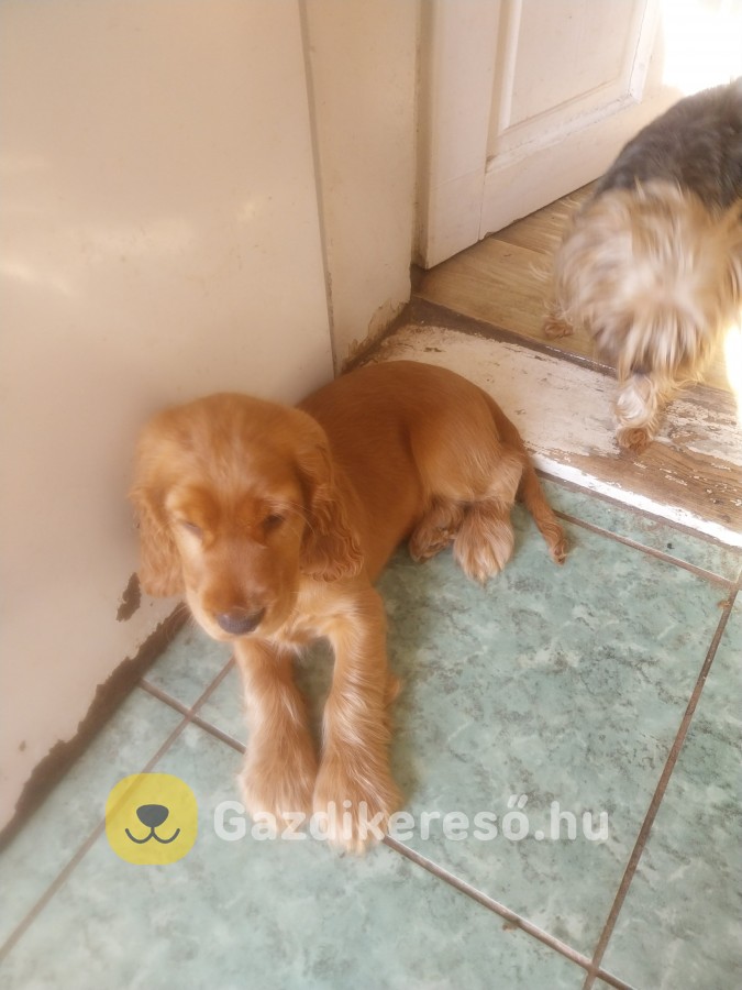 Angol cocker spániel arany színű kan