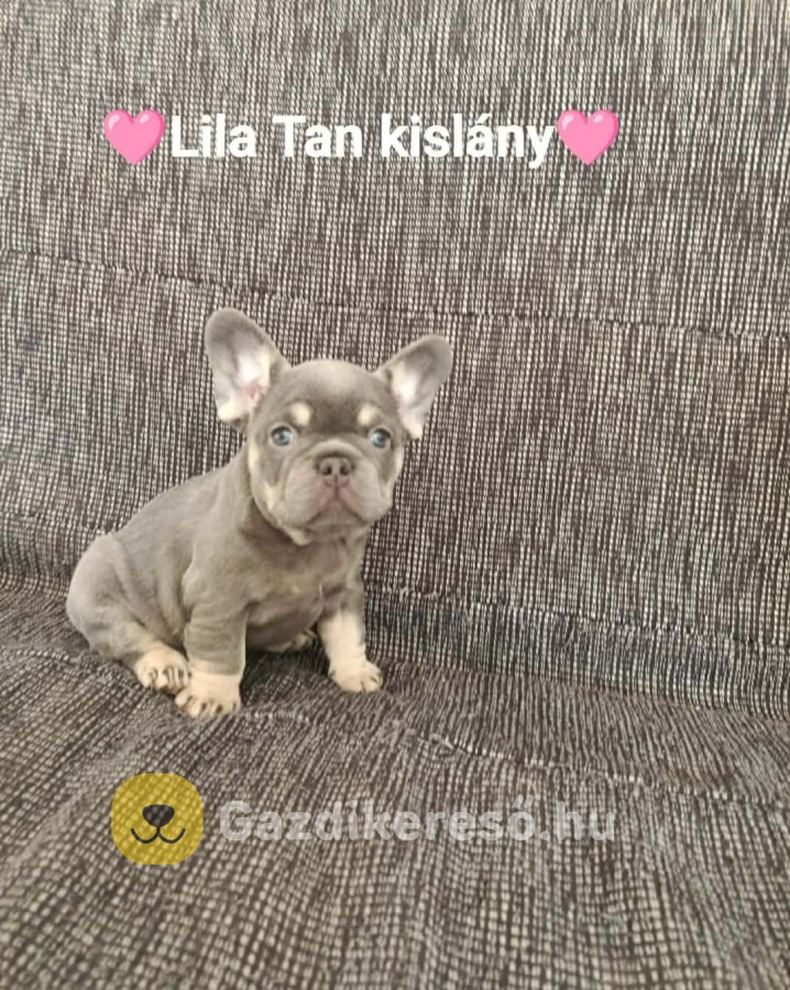 Francia Bulldog kiskutyák eladók Francia Bulldog kiskutyák eladók