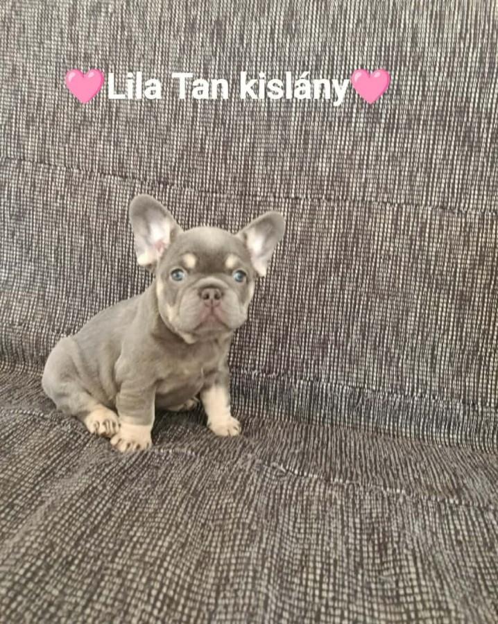 Francia Bulldog kiskutyák eladók 