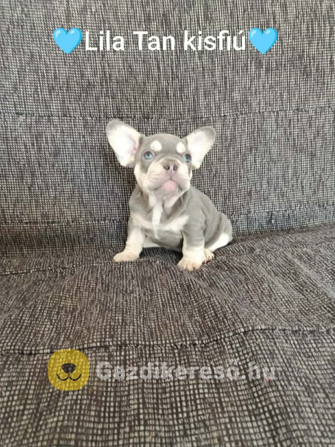 Francia Bulldog kiskutyák eladók Francia Bulldog kiskutyák eladók