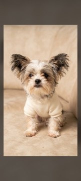 Yorki terrier 