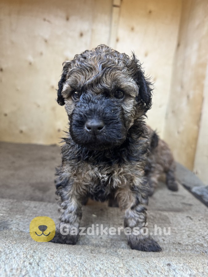 Fajtatiszta puli kiskutyák eladóak Fajtatiszta puli kiskutyák eladóak