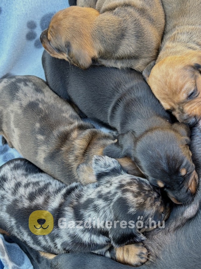 Harlekin tacskó eladó Harlekin tacskó eladó