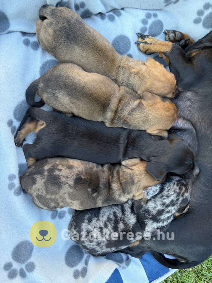 Harlekin tacskó eladó Harlekin tacskó eladó