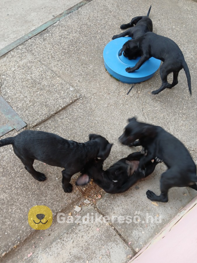 Négyen vagyunk kiskutyák. Négyen vagyunk kiskutyák.