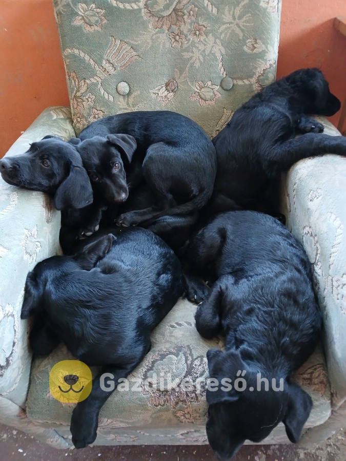 Négyen vagyunk kiskutyák. Négyen vagyunk kiskutyák.