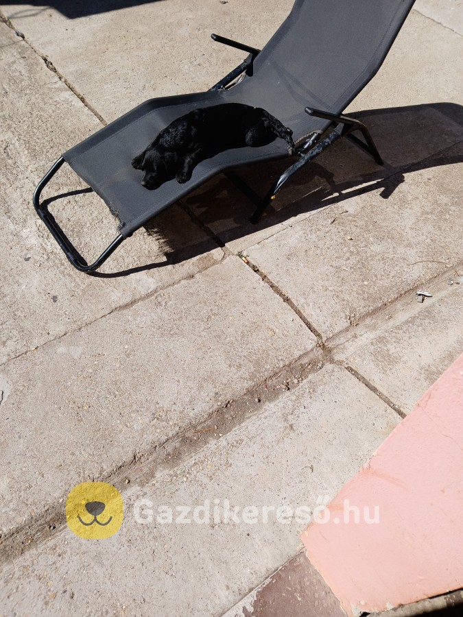 Négyen vagyunk kiskutyák. Négyen vagyunk kiskutyák.