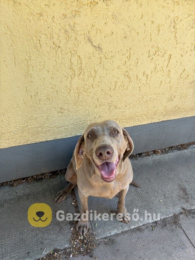Weimari vizsla eladó Weimari vizsla eladó