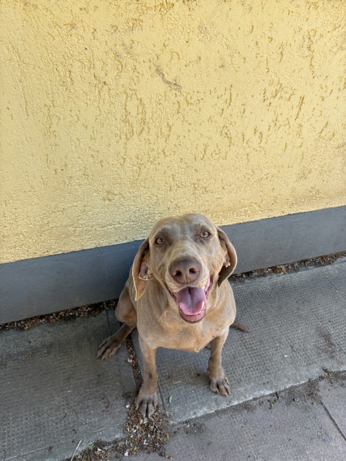 Weimari vizsla eladó