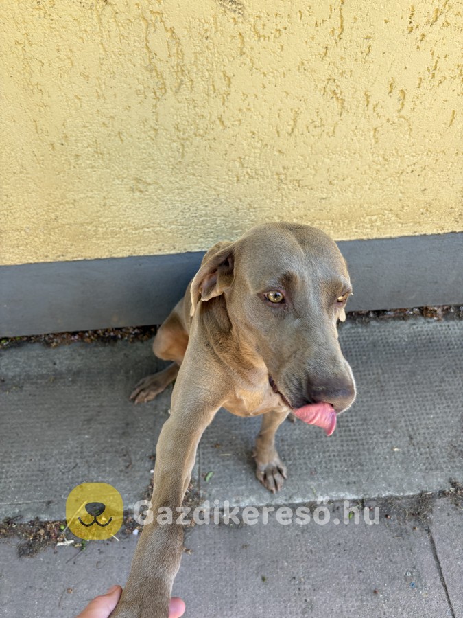 Weimari vizsla eladó Weimari vizsla eladó