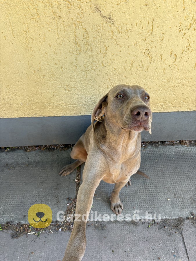 Weimari vizsla eladó Weimari vizsla eladó