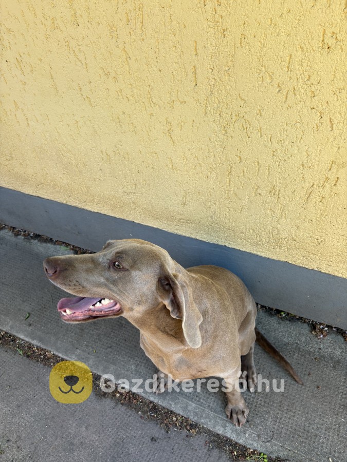 Weimari vizsla eladó Weimari vizsla eladó