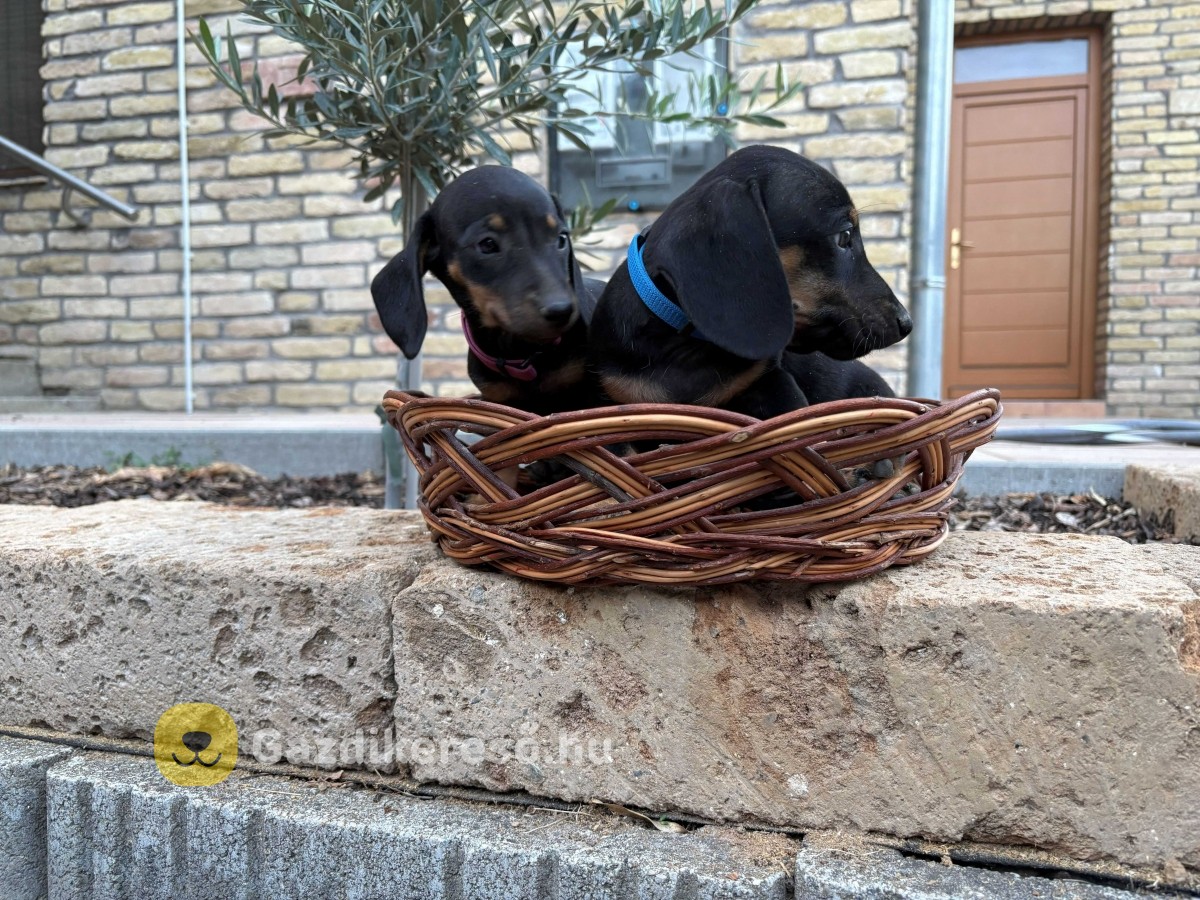 Törpe tacskó eladó