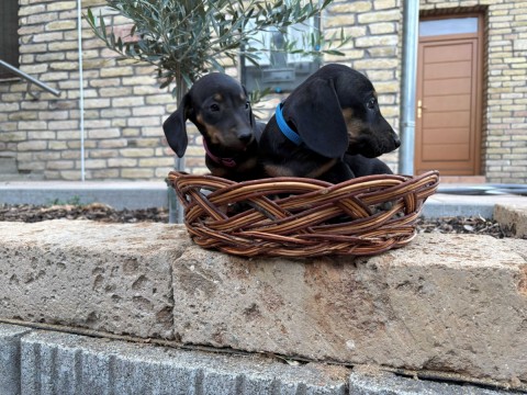 Törpe tacskó eladó