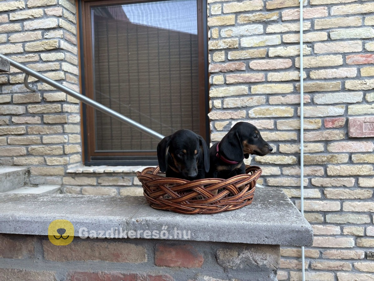 Törpe tacskó eladó