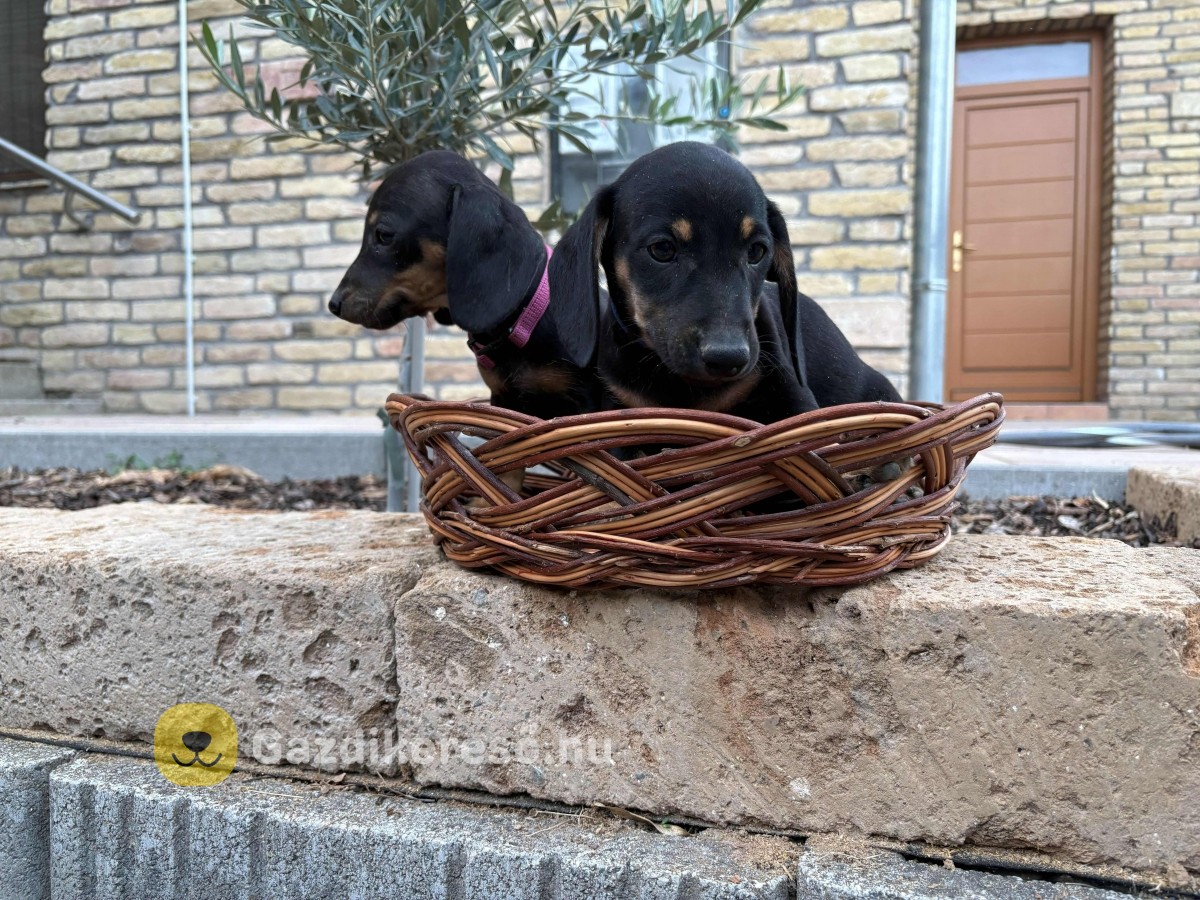 Törpe tacskó eladó