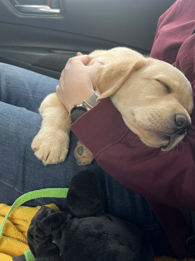 Labrador kiskutya