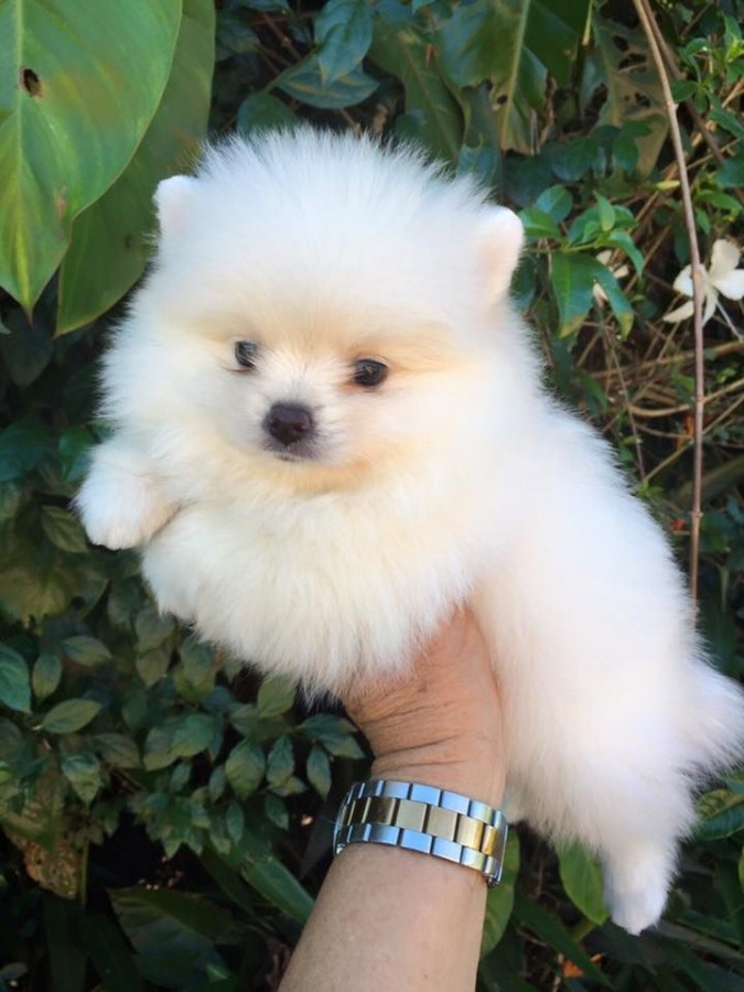 Pomerániai törpe spitz 