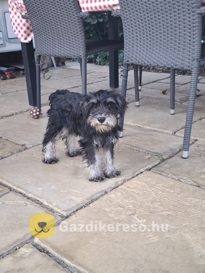 Schnauzer törpe Schnauzer törpe