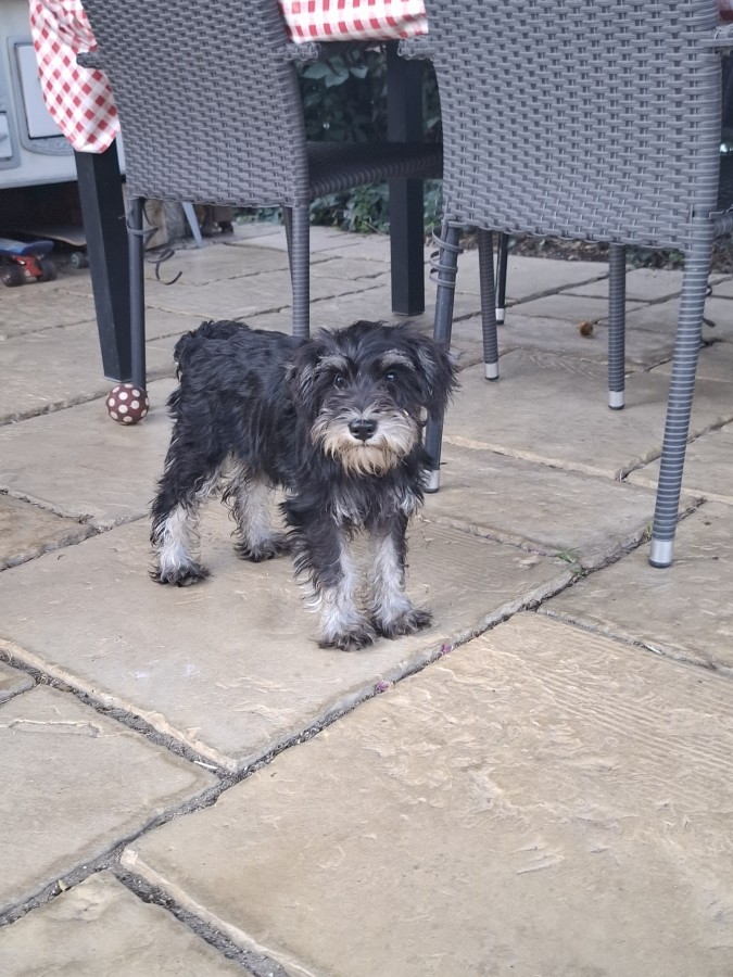 Schnauzer törpe