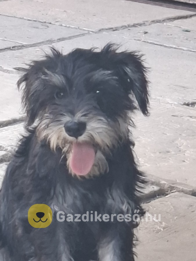 Schnauzer törpe Schnauzer törpe