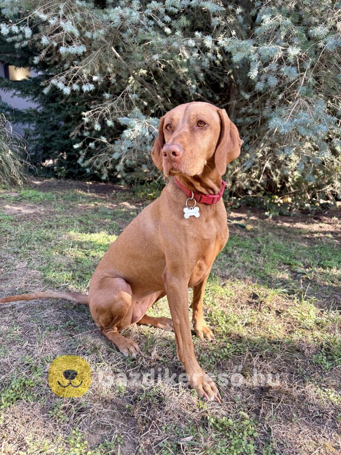 Magyar Vizsla Gazdit Keres Magyar Vizsla Gazdit Keres