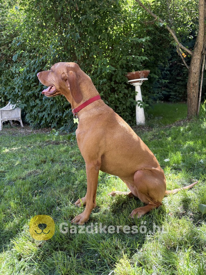 Magyar Vizsla Gazdit Keres Magyar Vizsla Gazdit Keres