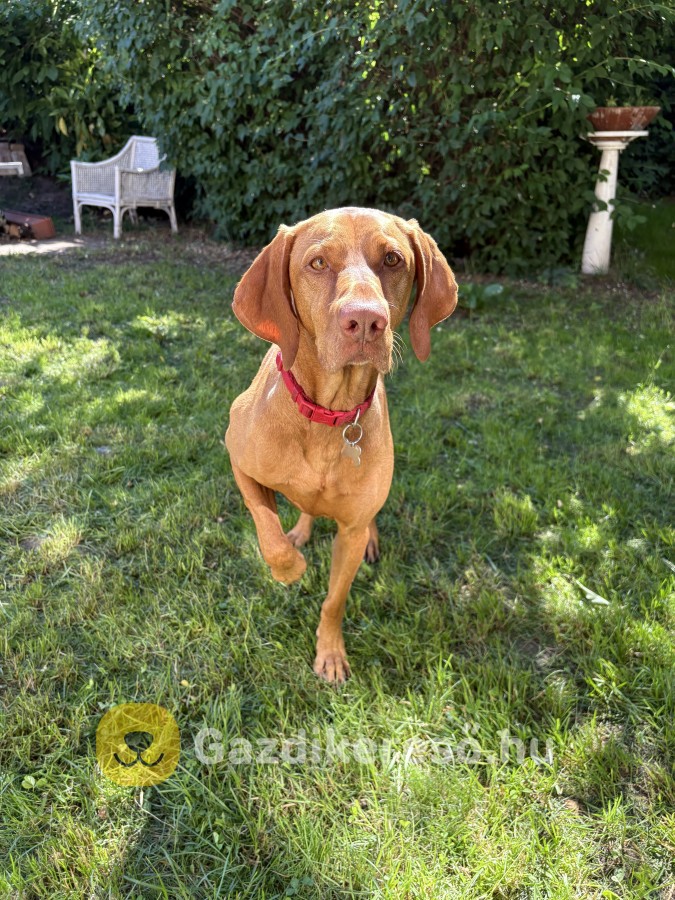 Magyar Vizsla Gazdit Keres Magyar Vizsla Gazdit Keres