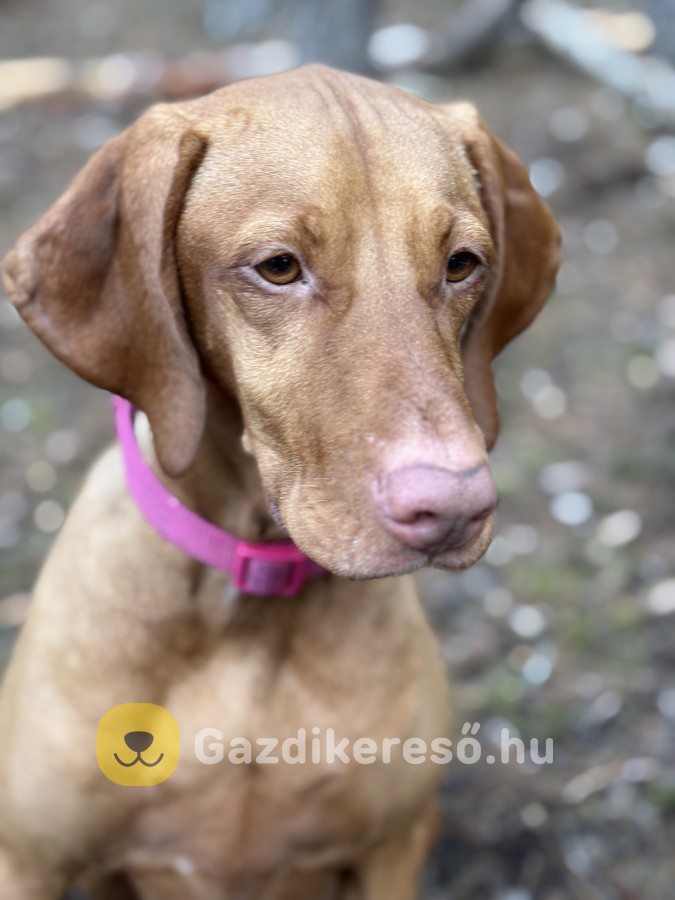 Magyar Vizsla Gazdit Keres Magyar Vizsla Gazdit Keres