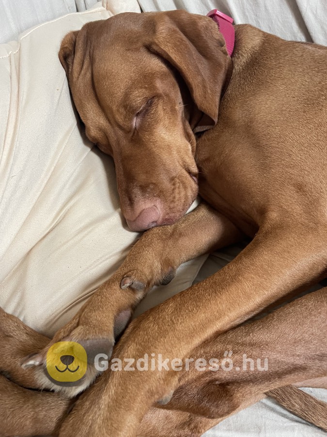 Magyar Vizsla Gazdit Keres Magyar Vizsla Gazdit Keres