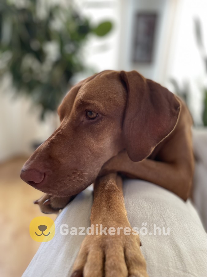 Magyar Vizsla Gazdit Keres Magyar Vizsla Gazdit Keres